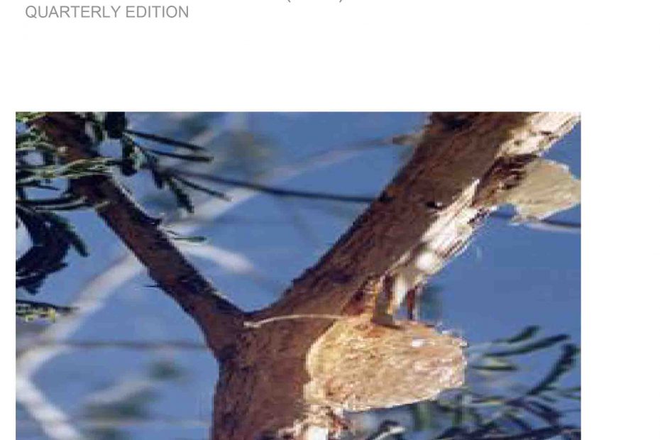 Gum Arabic_Market News Service September Issue 1_08