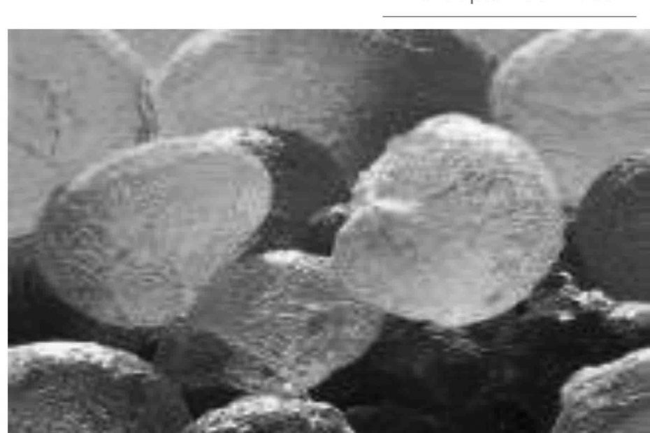 Gum Arabic Resins Market News Service Sept09